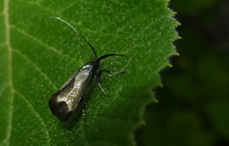 Adela reaumurella ? S, femmina